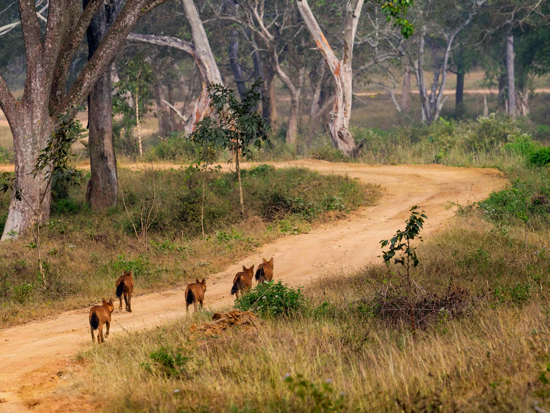 Bandipur National Park