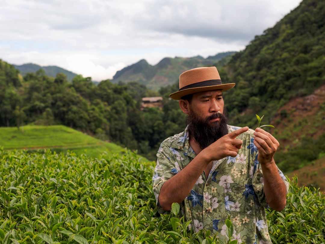 Tea Estate Exploration